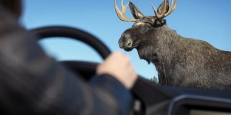 Лоси против автомобилей: сохатый стал причиной ДТП, в котором погиб человек