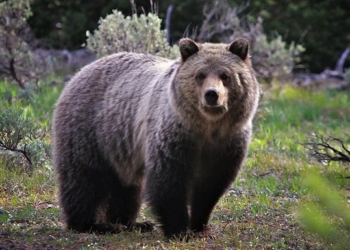 В Финляндии медведь разогнал три тысячи военных