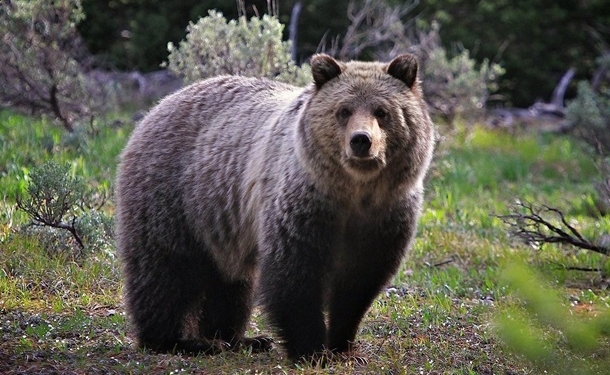 В Финляндии медведь разогнал три тысячи военных