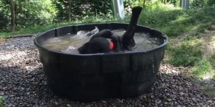 Как медведь в ванне освежался