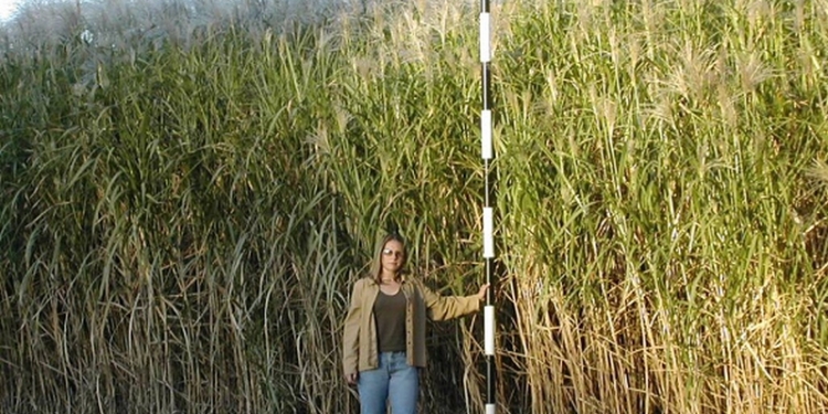 25 соток слоновьей травы заменили украинскому фермеру газ и уголь