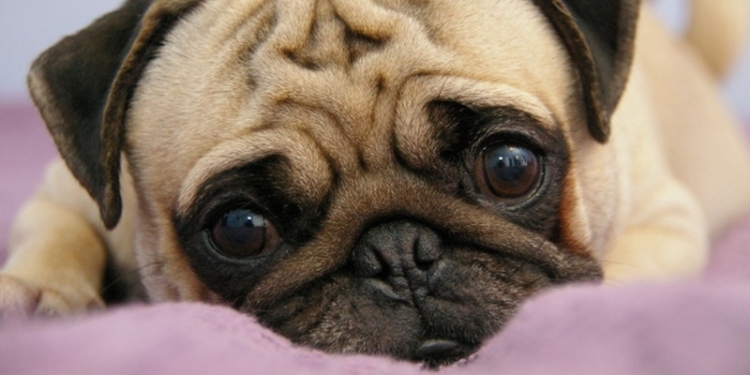 Жительница Первомайска хотела купить двух мопсиков – осталась и без 2 тыс.грн., и без щенков