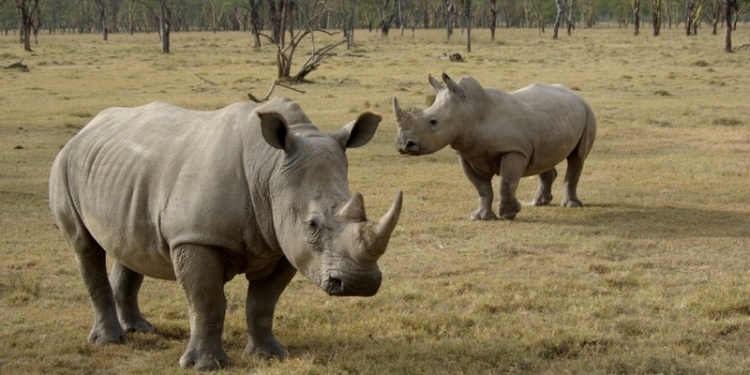 Новый хит Youtube: битва носорогов на глазах у шокированных туристов