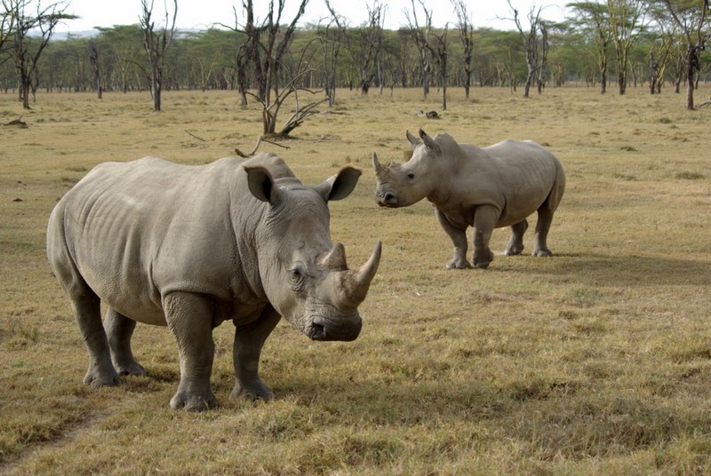 В Зимбабве голова носорога застряла в автомобильной шине. Пришлось спасать 1