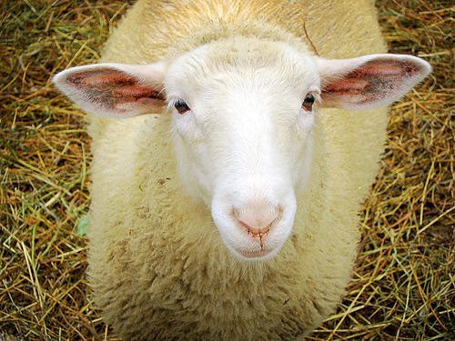 В Норвегии овец научили быть экскурсоводами 1
