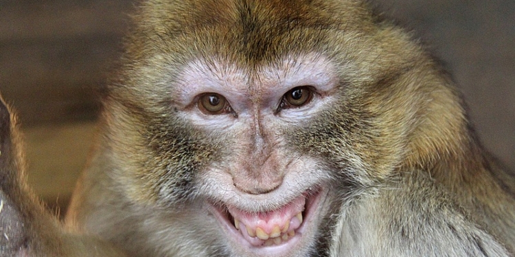 Обезьяна ограбила ювелирный магазин