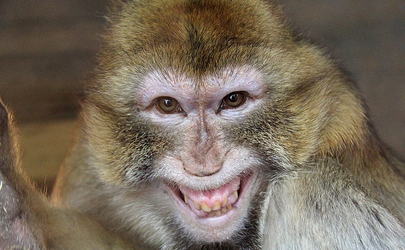 В Индии обезьяна украла и съела анализы на коронарвирус (ВИДЕО) 1