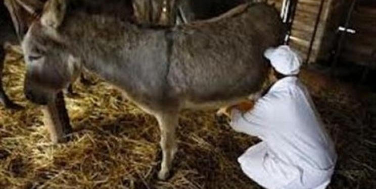 Необычный экспорт: Украина продает ослиное молоко Франции – на мыло