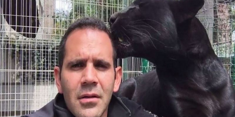 Забавное видео с пантерой стремительно покоряет Сеть