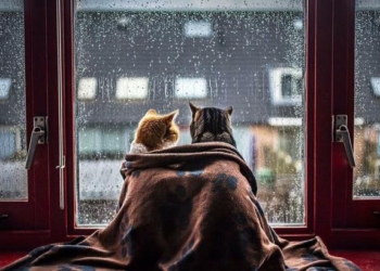 Погода на завтра: на большей территории Украины ожидаются дожди, температура до +28