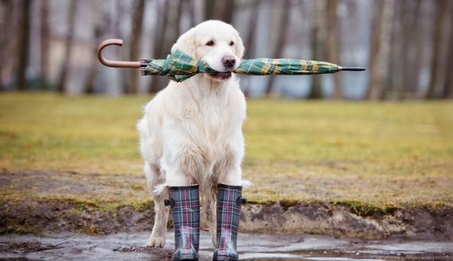 Погода на сегодня: на западе и севере Украины грозы, температура до +36