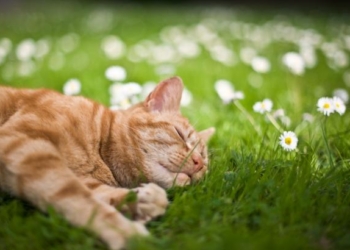 Погода на сегодня: на западе Украины дожди, температура до +33