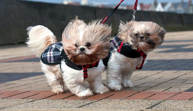 На границе с Польшей в очередях застряли около 1000 авто