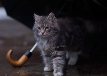 Погода на завтра: в Украине местами дожди, температура до +34