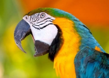 Попугай дал полиции показания по делу об убийстве