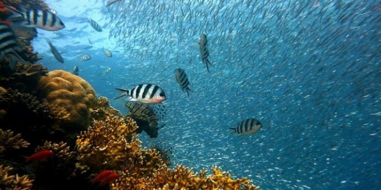 Мальки рыбы привыкают питаться пластиком – ученые