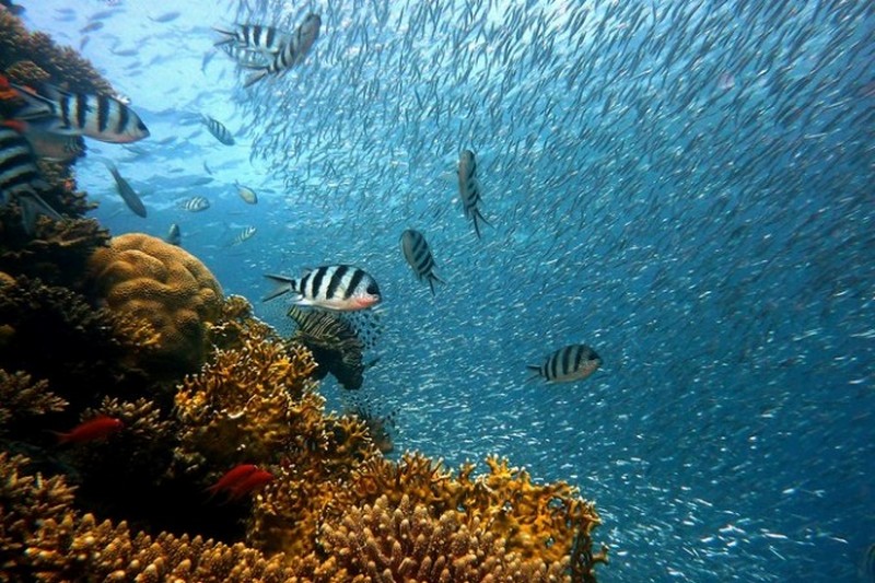 Экологи рассчитали масштабы влияния человека на Мировой океан 1