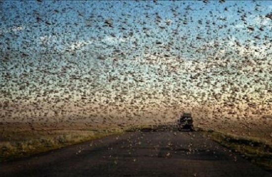 В РФ саранча съела баннер кандидата и уже посматривает на автомобильные колеса