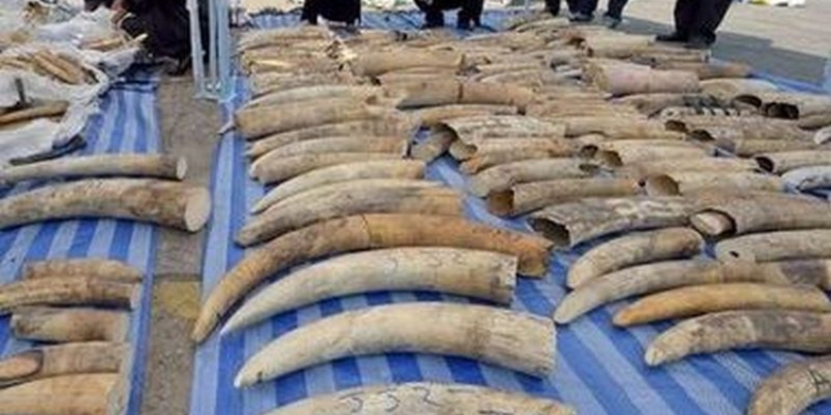 Французские таможенники перехватили крупнейшую партию контрабандной слоновой кости