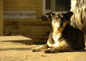 В Киеве известный убийца собак пытается зарегистрировать «Союз журналистов-догхантеров»