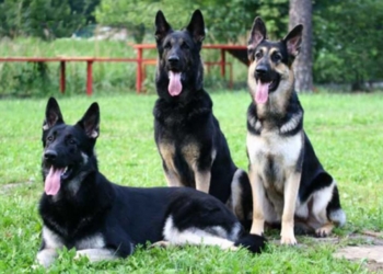 Полицейские и пограничные собаки обменялись опытом