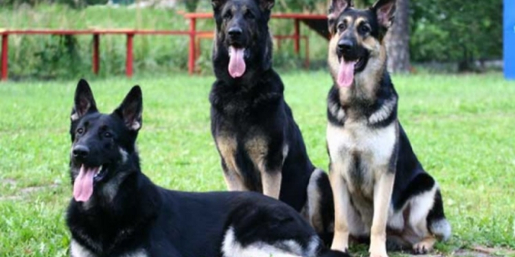 Полицейские и пограничные собаки обменялись опытом