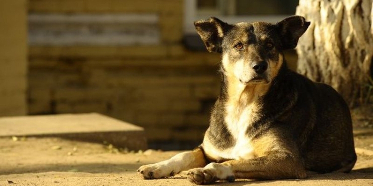 В Киеве известный убийца собак пытается зарегистрировать «Союз журналистов-догхантеров»