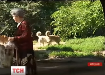 В Николаеве с начала года бродячие собаки искусали более 250 человек – СМИ