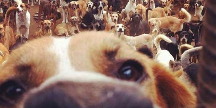 Рай для тысячи собак существует в Коста-Рике