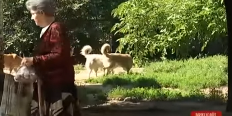 В Николаеве с начала года бродячие собаки искусали более 250 человек – СМИ