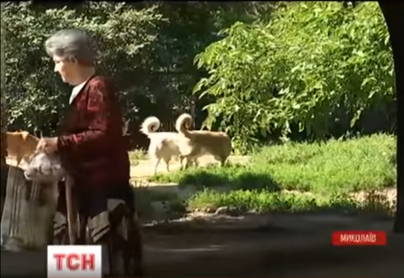 В Николаеве с начала года бродячие собаки искусали более 250 человек – СМИ 1