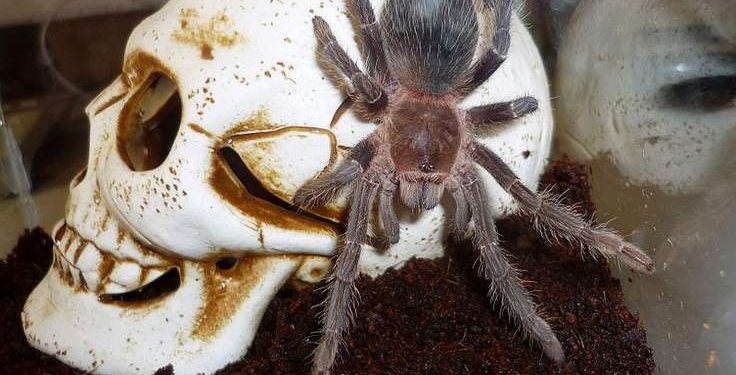 Ученые нашли применение яду перуанского тарантула