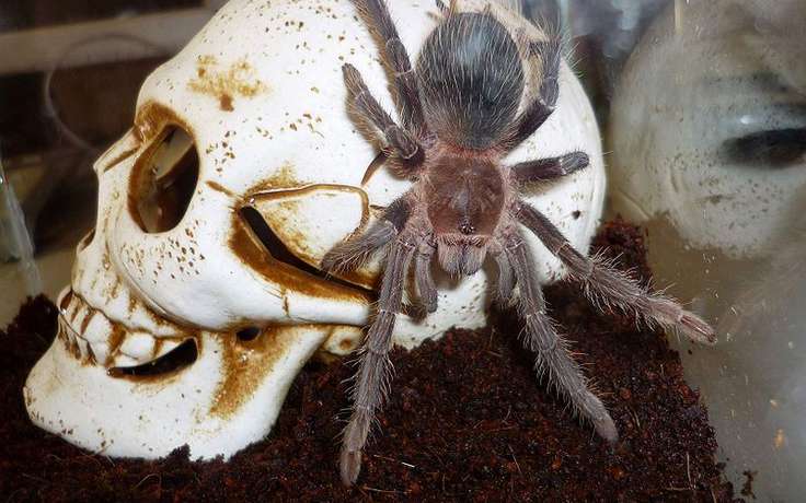 Ученые нашли применение яду перуанского тарантула 1