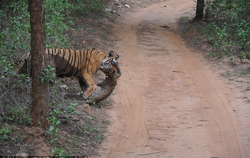 В Индии туристы сняли видео, как тигр загрыз леопарда 1