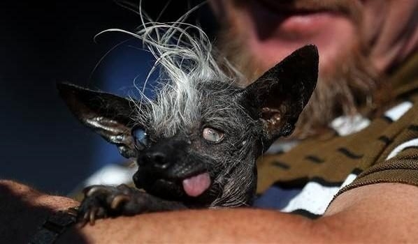 В США выбрали самую уродливую собаку мира