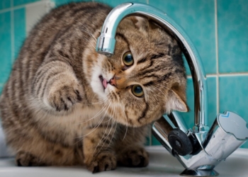 Подорожание электроэнергии приведёт к росту тарифа на холодную воду в среднем на 15%