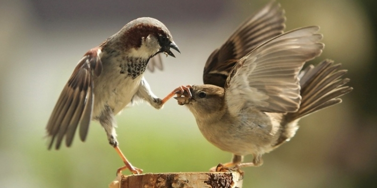 ​Воробьи мстят своим неверным партнершам за измену, – ученые