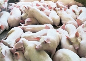 В Ивано-Франковской области более 600 свиней погибли от теплового удара