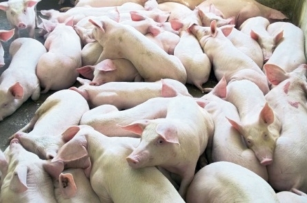 В Ивано-Франковской области более 600 свиней погибли от теплового удара 1