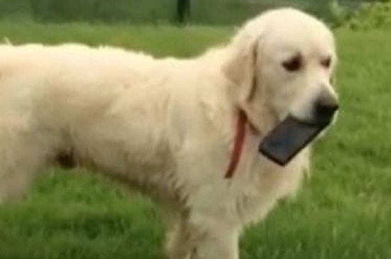 Собака стащила любимую игрушку хозяина, чтобы и с ней поиграли. За телефоном он точно побегает