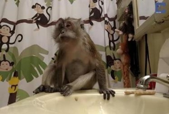 Доброе утро! Покажите детям, как чистит зубы эта обезьяна