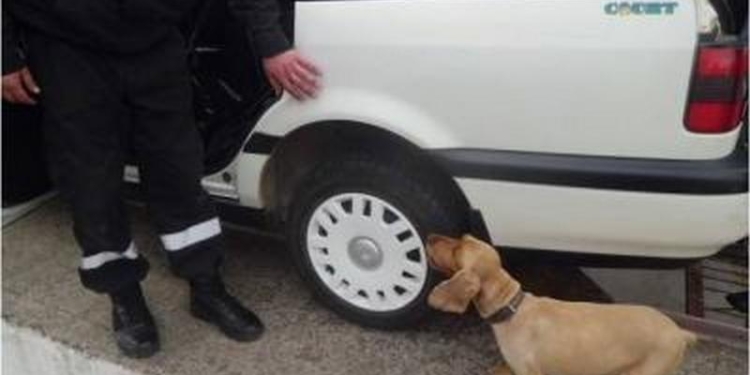 На Закарпатье убили пограничного пса, который активно помогал бороться с табачной контрабандой