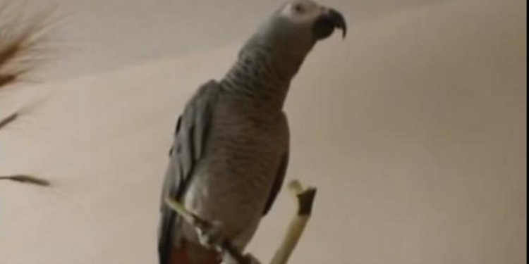 «Я расскажу тебе сказку»: такого рассказчика, как этот жако, еще поискать!