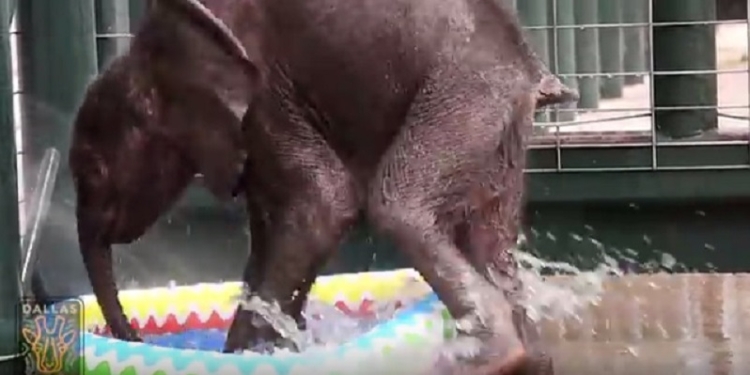 Не красный конь, а лучше: купание двухмесячного слоненка – еще то удовольствие!