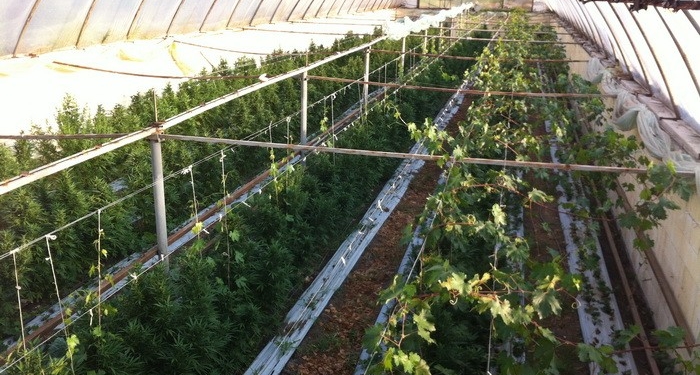 «Автосвет» никому не засветит: в Запорожской области обнаружены теплицы с элитной марихуаной на 15 млн.грн.