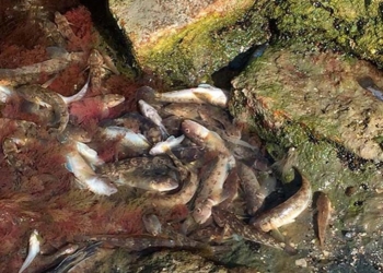 В Ракетной Роще – массовый мор бычка. В Николаеврыбоохране считают, что из-за жары