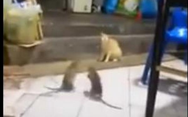 Крысы подрались за право съесть… кота?