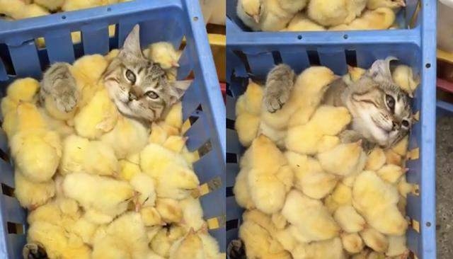 А он счастлив: кот зарылся в кучу цыплят