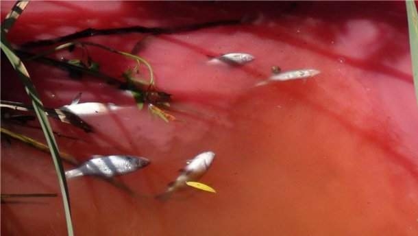 Красная река и мертвая рыба: жители Василькова винят во всем фабрику «Ацелот»