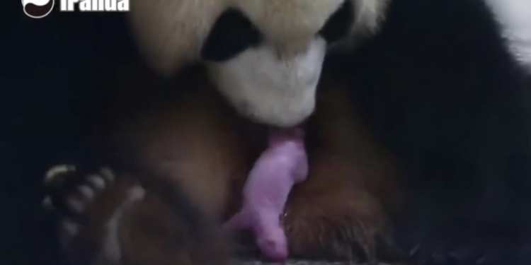 А вы видели, как рождаются панды?